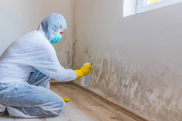 Licensed Commercial Mold Remediation service in Portage, PA - WQB Mold Removal